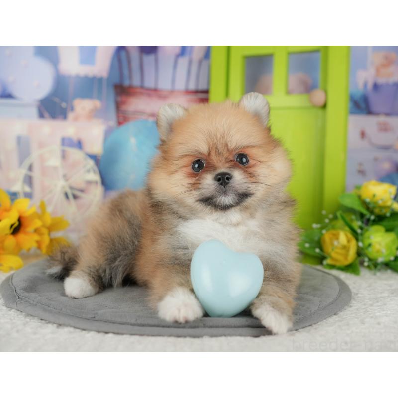 販売中の千葉県のポメラニアン-437631の11枚目