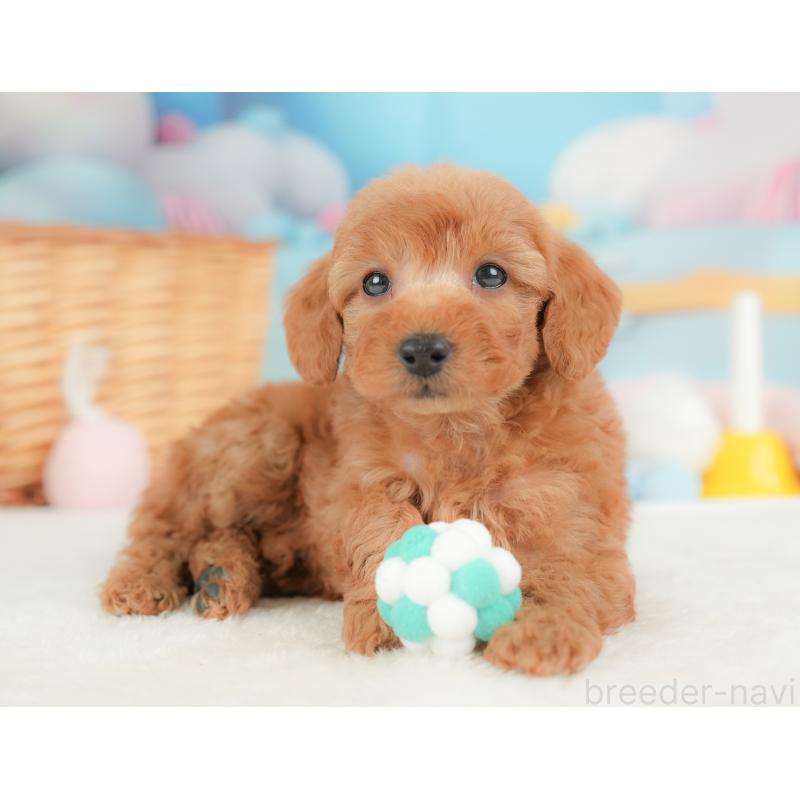 販売中の栃木県のトイプードル-437429の9枚目