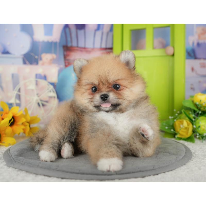 販売中の千葉県のポメラニアン-437631の10枚目