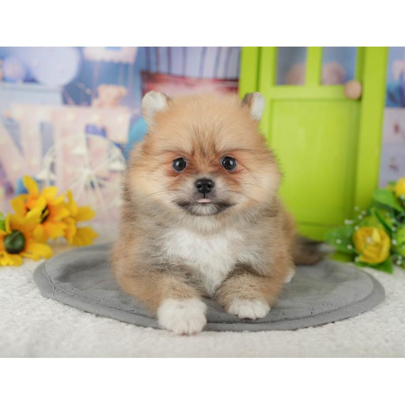 販売中の千葉県のポメラニアン-437631の9枚目