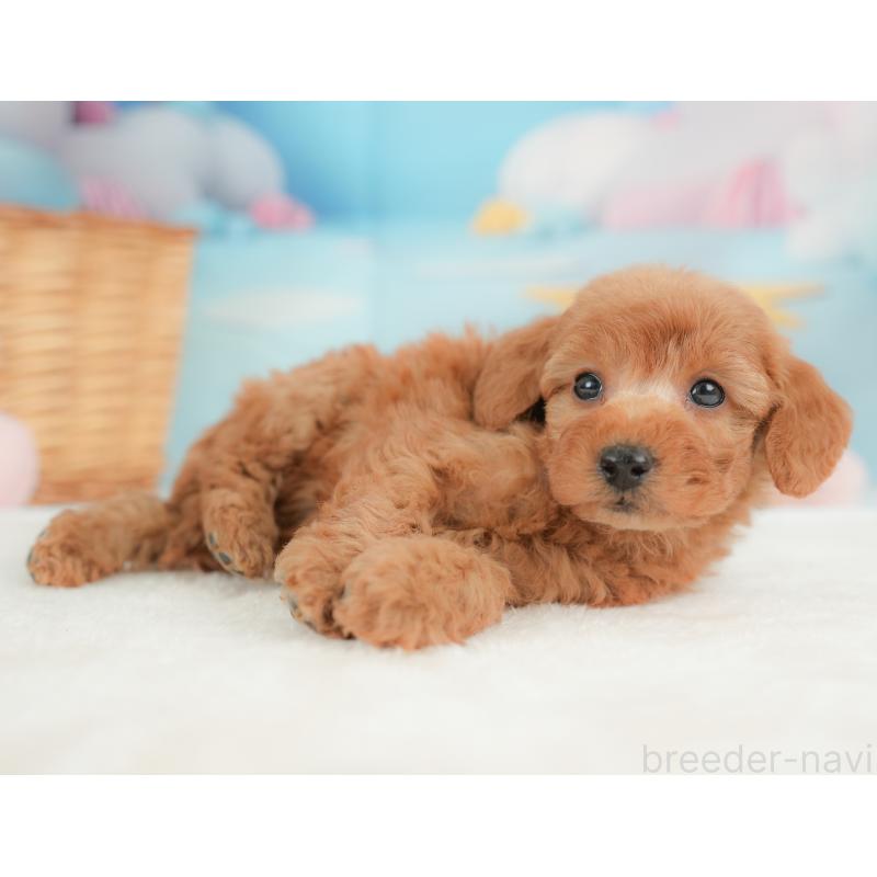 販売中の栃木県のトイプードル-437429の7枚目