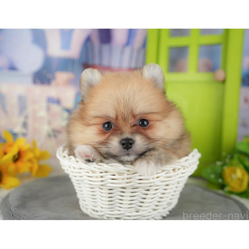 販売中の千葉県のポメラニアン-437631の8枚目