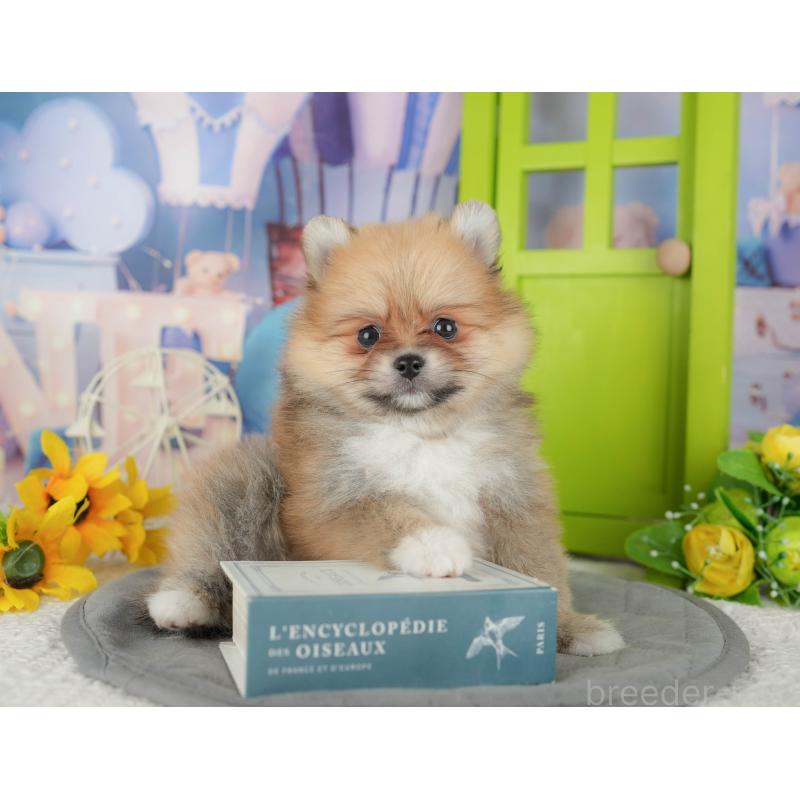 販売中の千葉県のポメラニアン-437631の7枚目