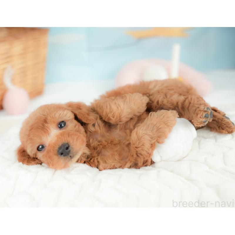 販売中の栃木県のトイプードル-437429の5枚目