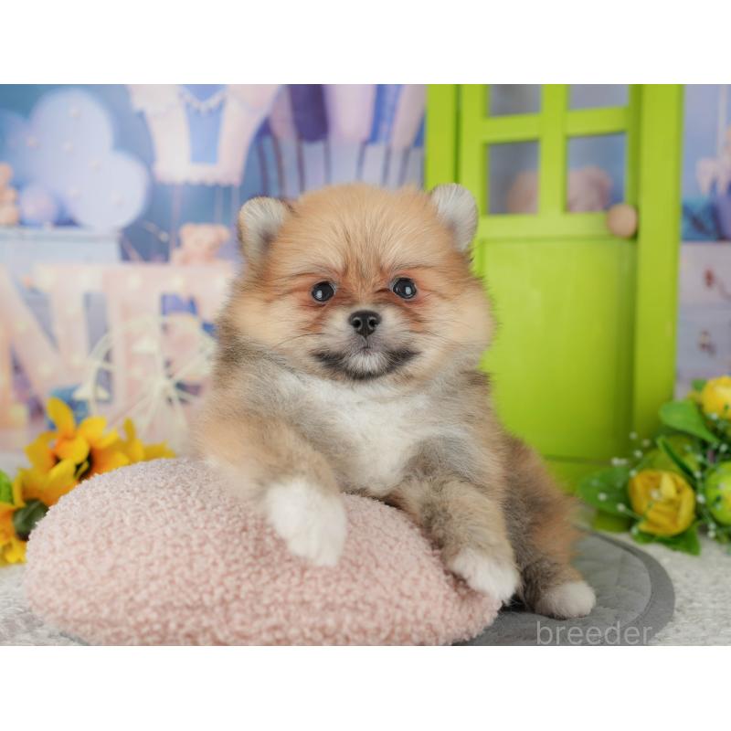 販売中の千葉県のポメラニアン-437631の6枚目