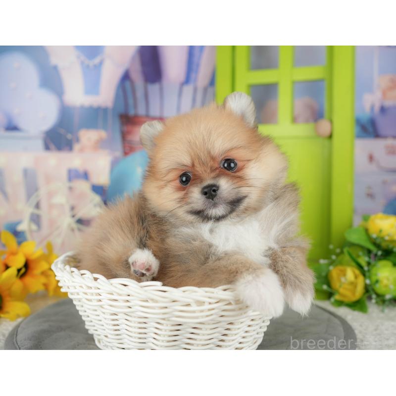 販売中の千葉県のポメラニアン-437631の5枚目