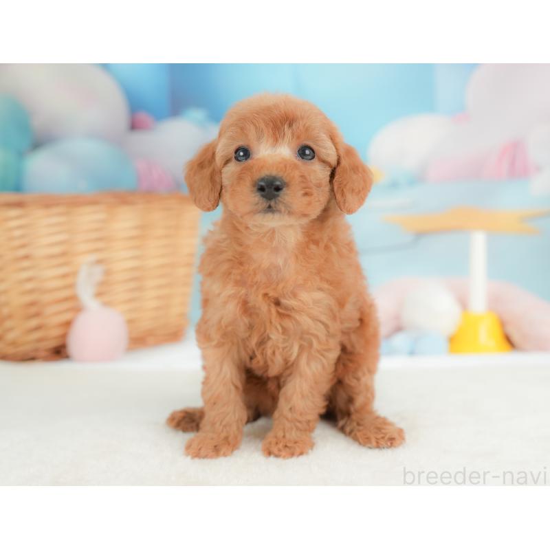 販売中の栃木県のトイプードル-437429の3枚目