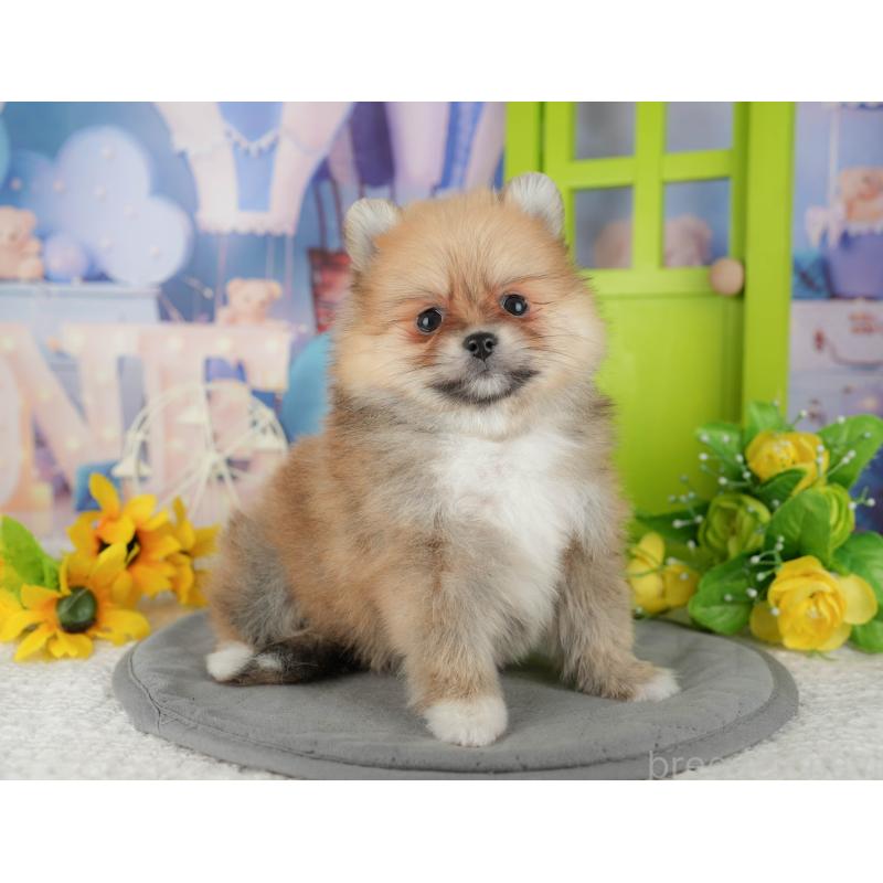 販売中の千葉県のポメラニアン-437631の4枚目