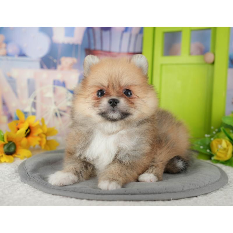 販売中の千葉県のポメラニアン-437631の3枚目