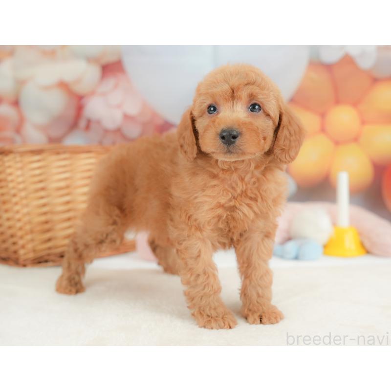 販売中の栃木県のトイプードル-437427の11枚目