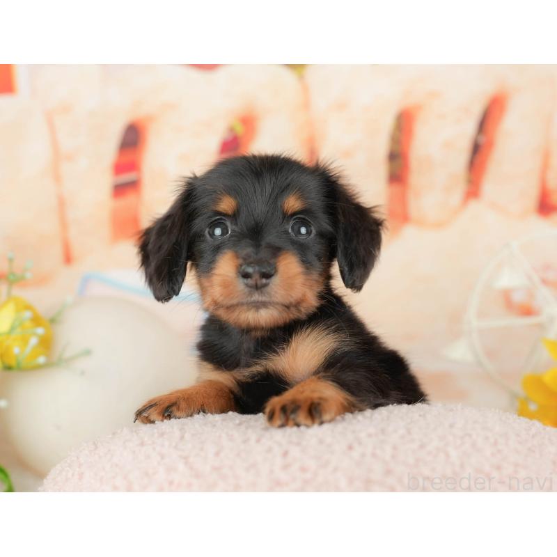 販売中の千葉県のミニチュアダックスフンド(ロングヘアード)-437626