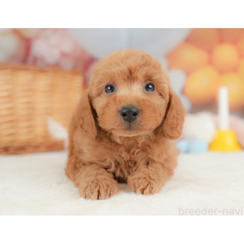 販売中の栃木県のトイプードル-437427の10枚目