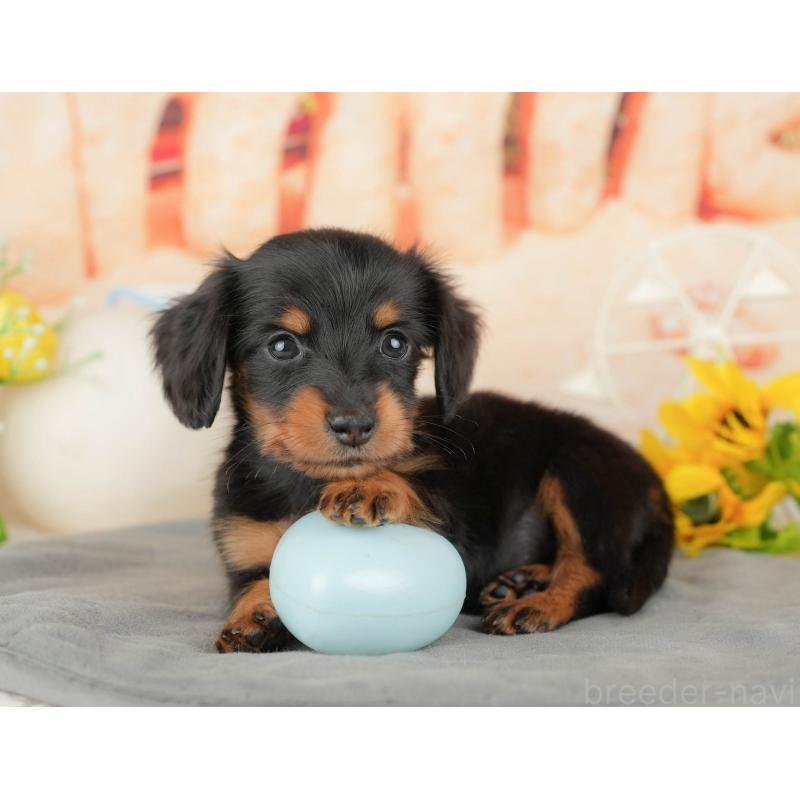 販売中の千葉県のミニチュアダックスフンド(ロングヘアード)-437626の11枚目