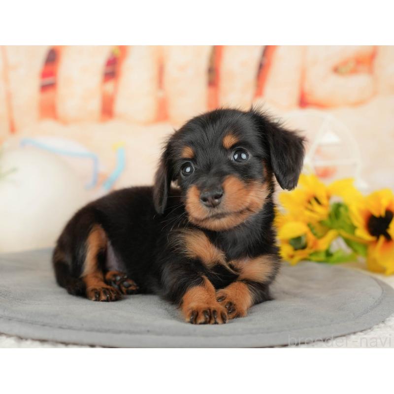 販売中の千葉県のミニチュアダックスフンド(ロングヘアード)-437626の10枚目