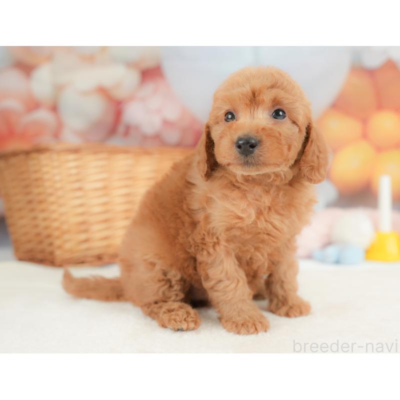 販売中の栃木県のトイプードル-437427の9枚目