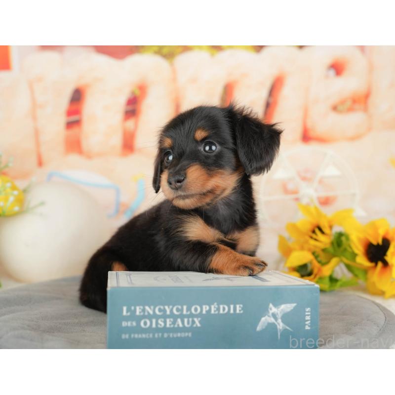 販売中の千葉県のミニチュアダックスフンド(ロングヘアード)-437626の9枚目