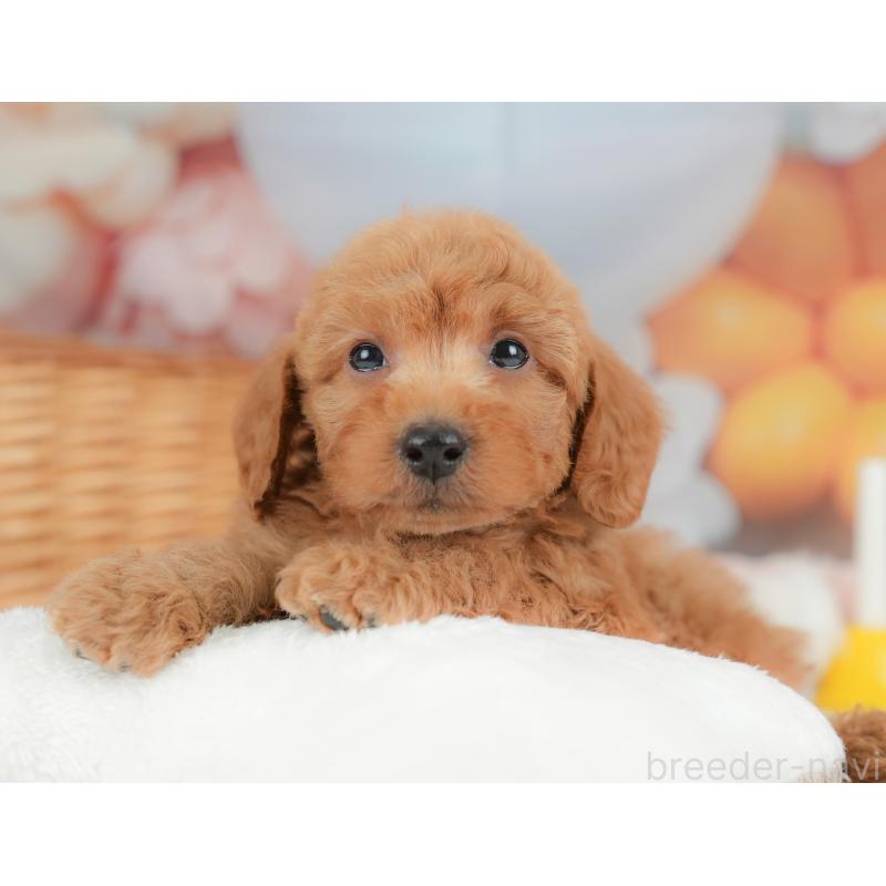 販売中の栃木県のトイプードル-437427の8枚目