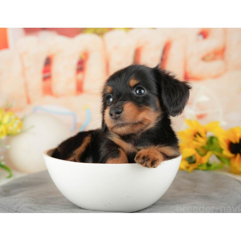 販売中の千葉県のミニチュアダックスフンド(ロングヘアード)-437626の8枚目