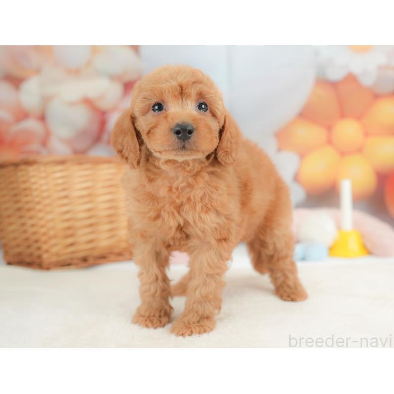 販売中の栃木県のトイプードル-437427の7枚目