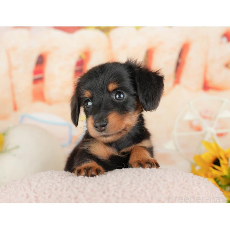 販売中の千葉県のミニチュアダックスフンド(ロングヘアード)-437626の7枚目