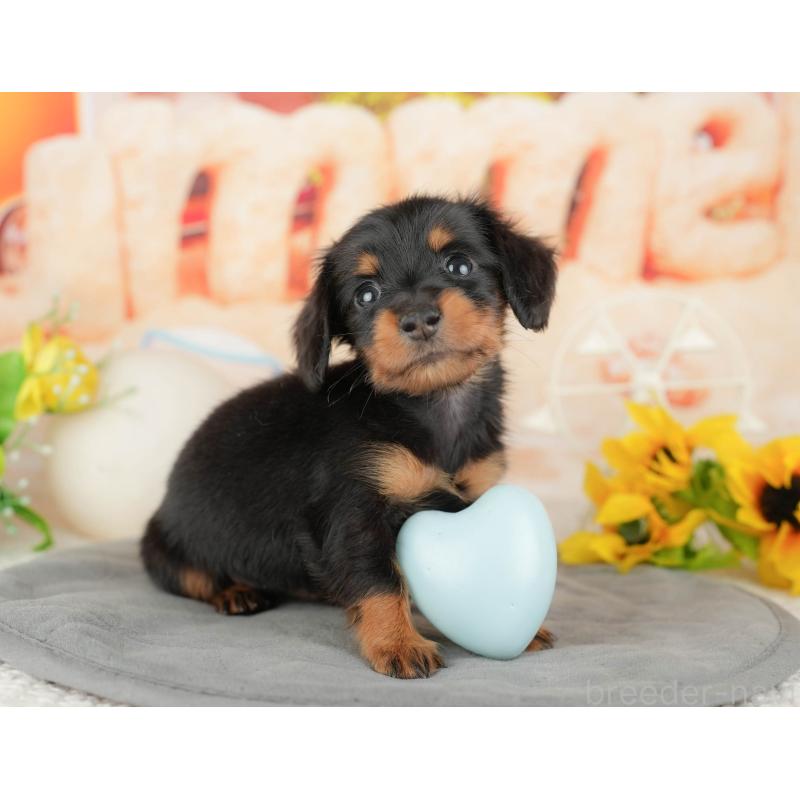 販売中の千葉県のミニチュアダックスフンド(ロングヘアード)-437626の6枚目