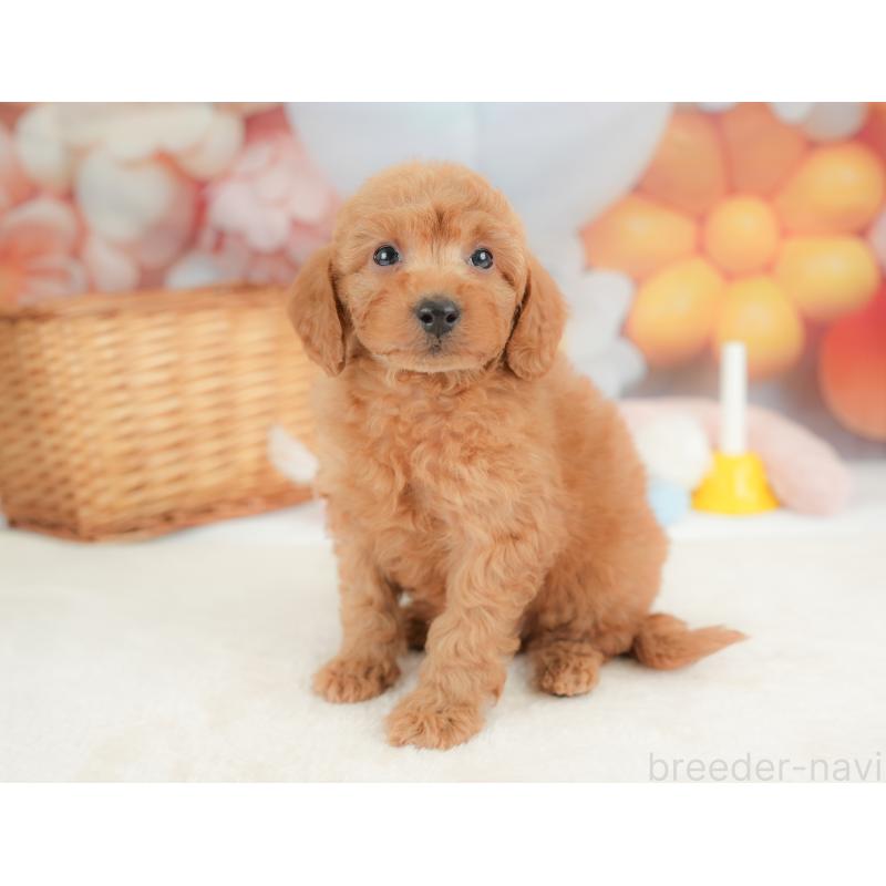 販売中の栃木県のトイプードル-437427の5枚目