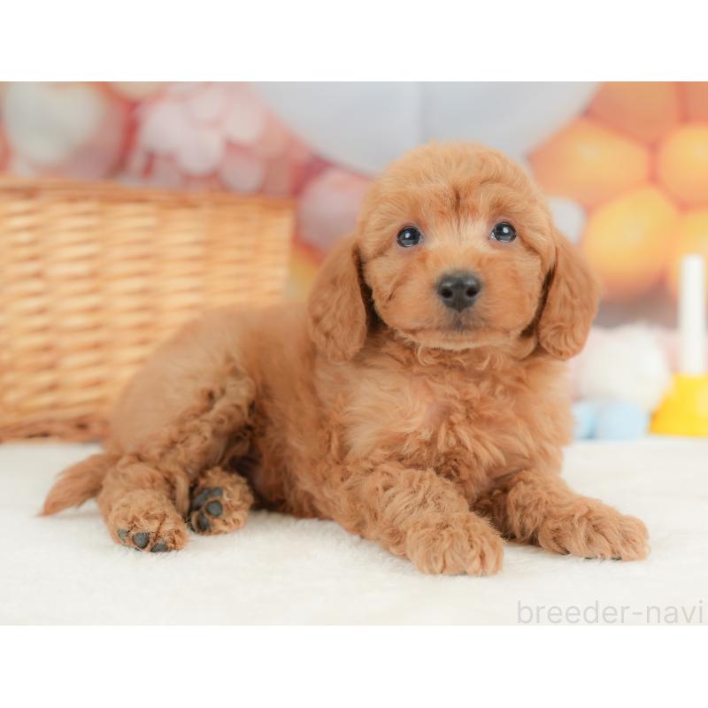 販売中の栃木県のトイプードル-437427の4枚目