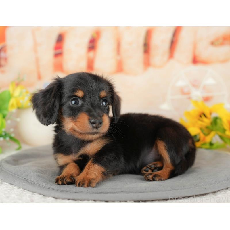 販売中の千葉県のミニチュアダックスフンド(ロングヘアード)-437626の4枚目