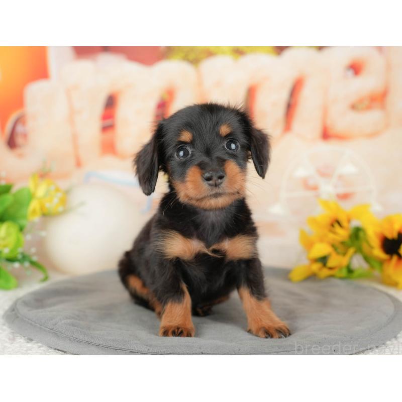 販売中の千葉県のミニチュアダックスフンド(ロングヘアード)-437626の3枚目