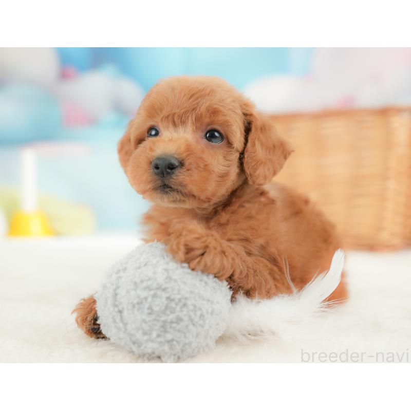 販売中の栃木県のトイプードル-437426