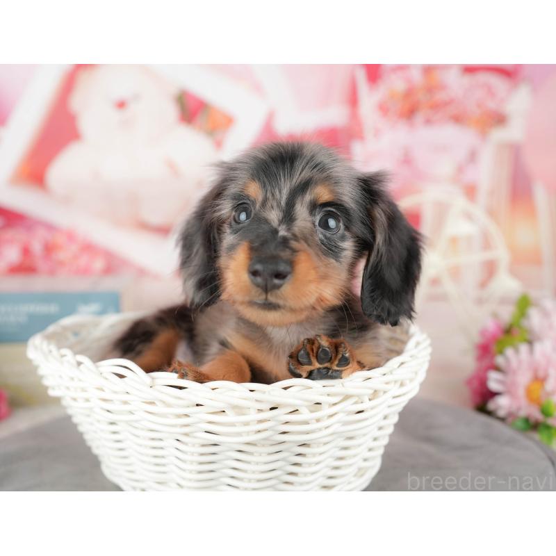 販売中の千葉県のミニチュアダックスフンド(ロングヘアード)-437622