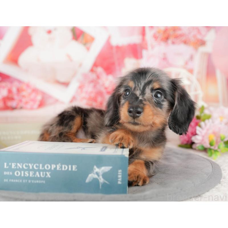 販売中の千葉県のミニチュアダックスフンド(ロングヘアード)-437622の11枚目