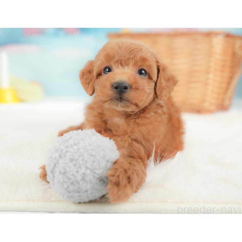 販売中の栃木県のトイプードル-437426の11枚目