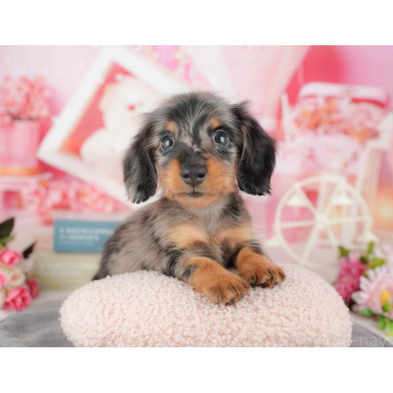 販売中の千葉県のミニチュアダックスフンド(ロングヘアード)-437622の10枚目