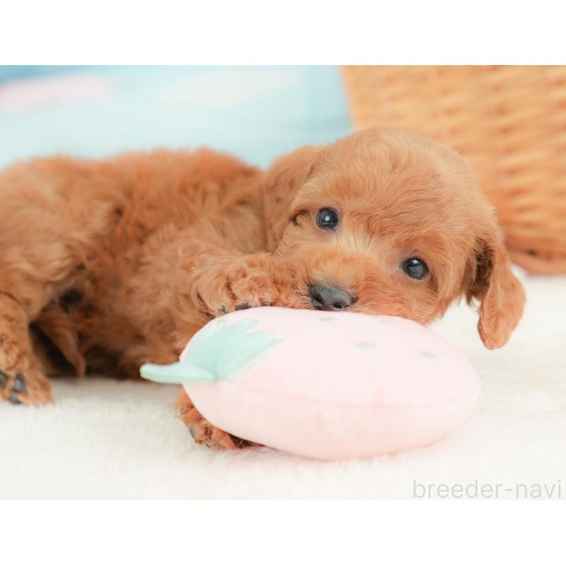 販売中の栃木県のトイプードル-437426の10枚目