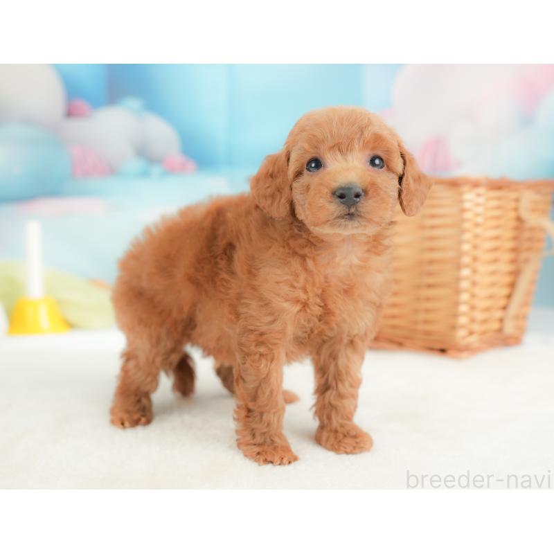 販売中の栃木県のトイプードル-437426の8枚目