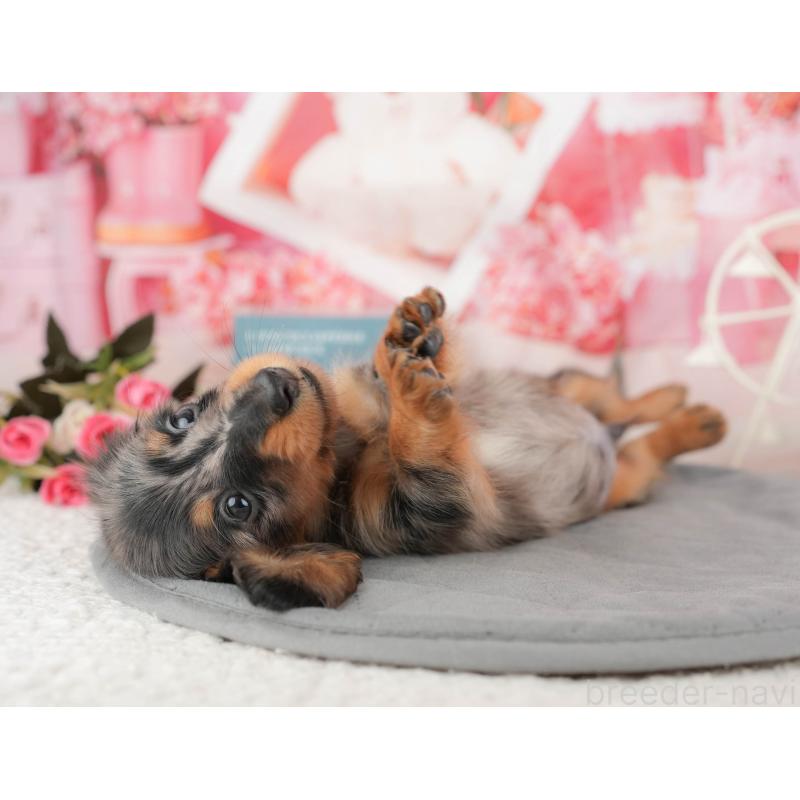 販売中の千葉県のミニチュアダックスフンド(ロングヘアード)-437622の8枚目