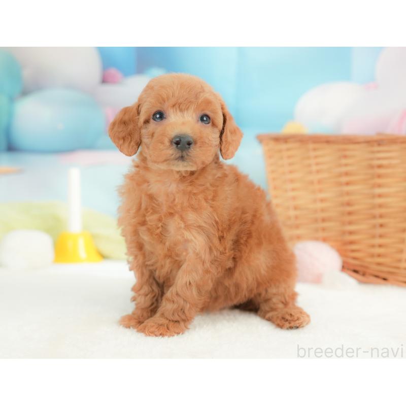 販売中の栃木県のトイプードル-437426の7枚目