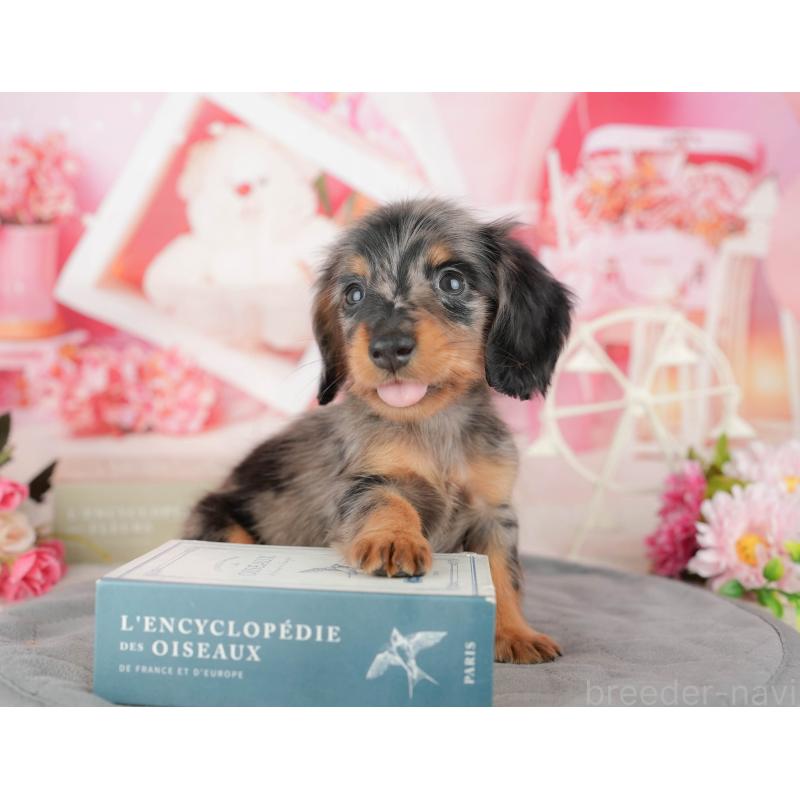 販売中の千葉県のミニチュアダックスフンド(ロングヘアード)-437622の7枚目