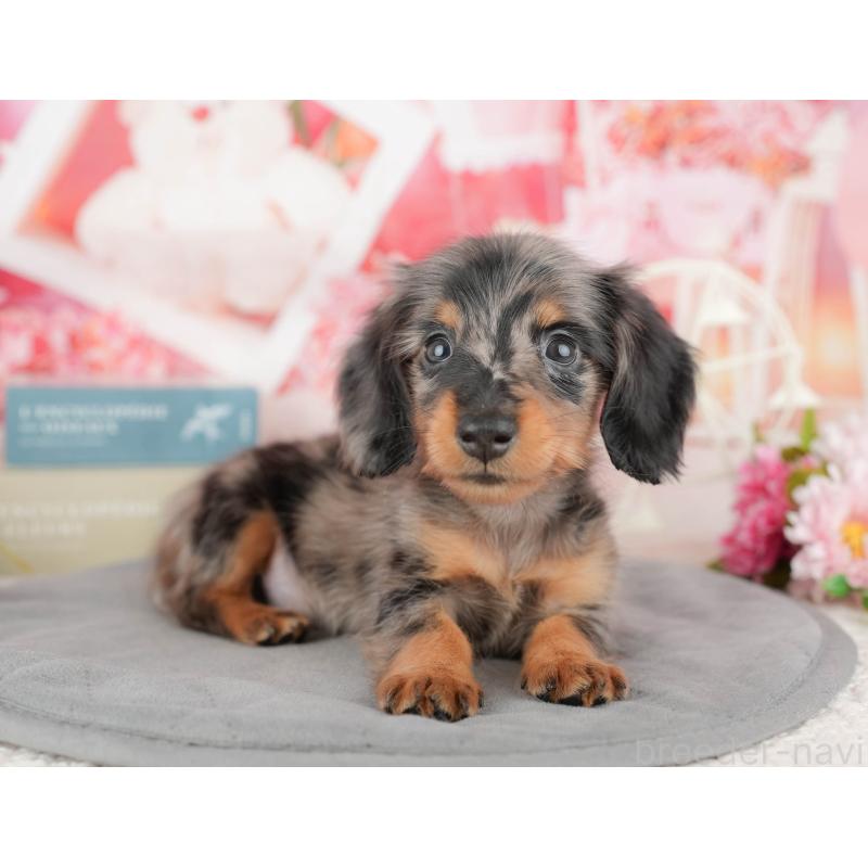 販売中の千葉県のミニチュアダックスフンド(ロングヘアード)-437622の5枚目