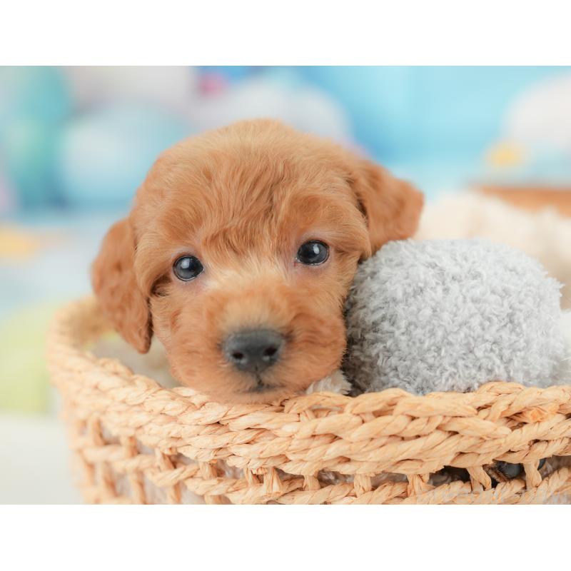 販売中の栃木県のトイプードル-437426の4枚目