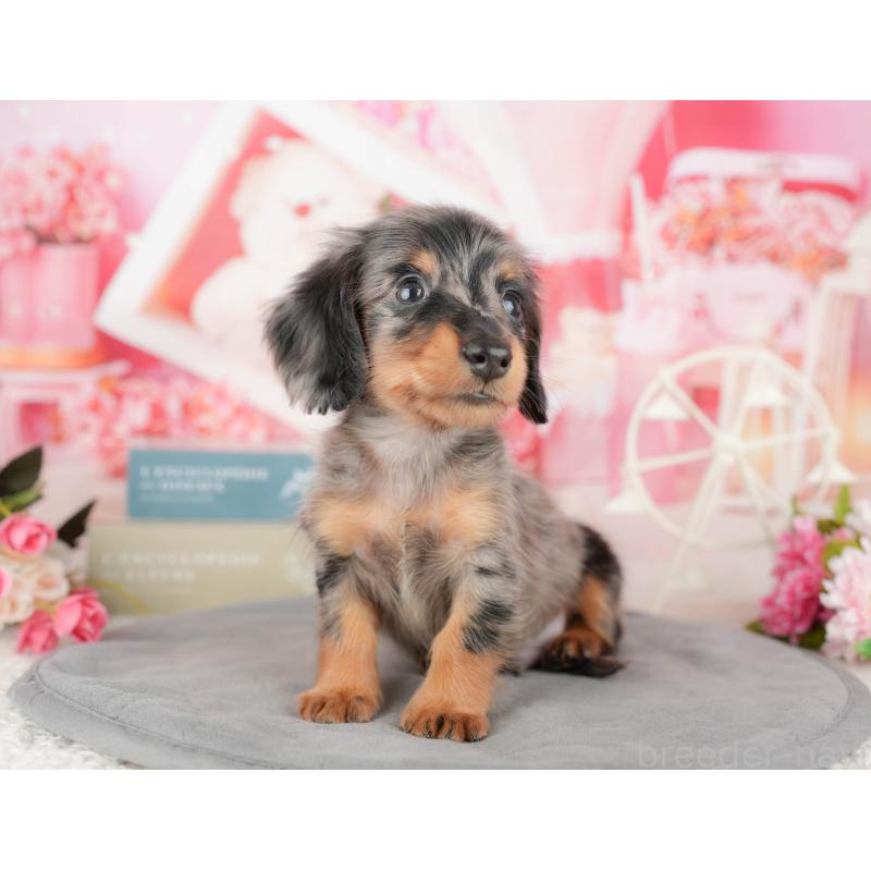 販売中の千葉県のミニチュアダックスフンド(ロングヘアード)-437622の4枚目