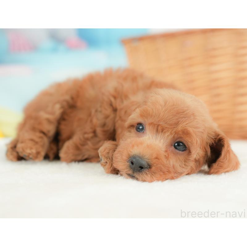 販売中の栃木県のトイプードル-437426の3枚目