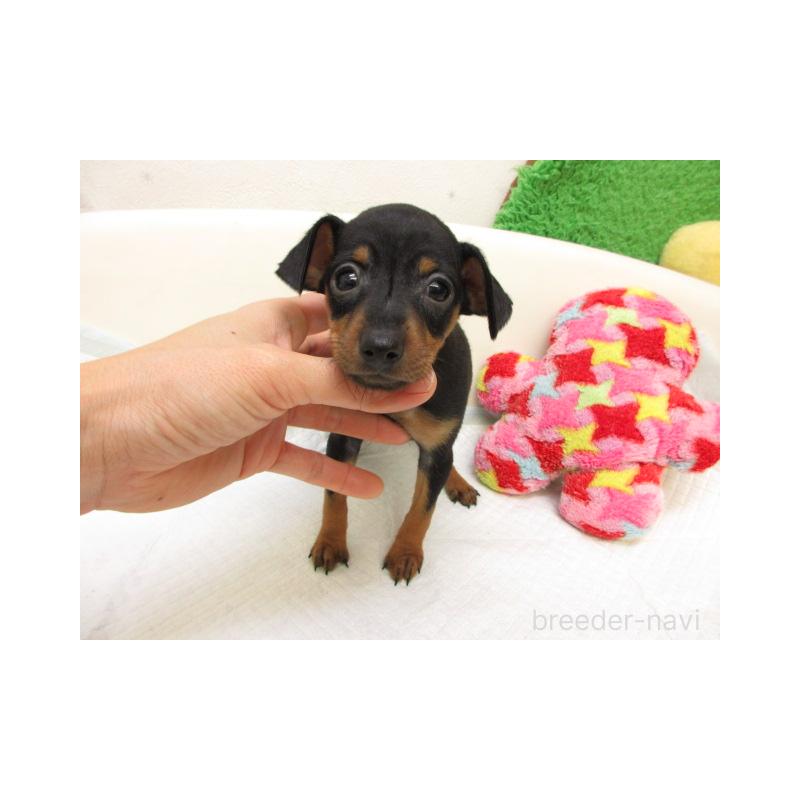 販売中の大阪府のミニチュアピンシャー(ミニピン)-437270