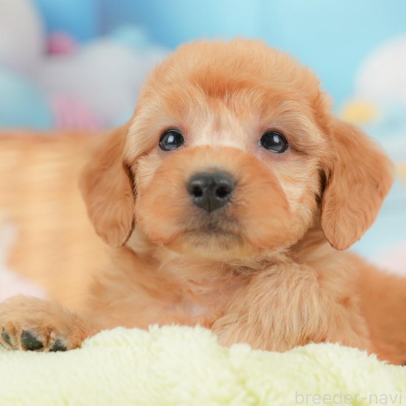 販売中の栃木県のトイプードル-437424の1枚目