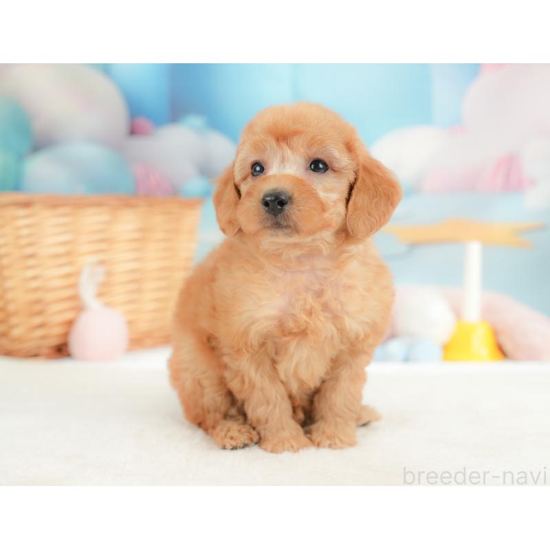 販売中の栃木県のトイプードル-437424の11枚目