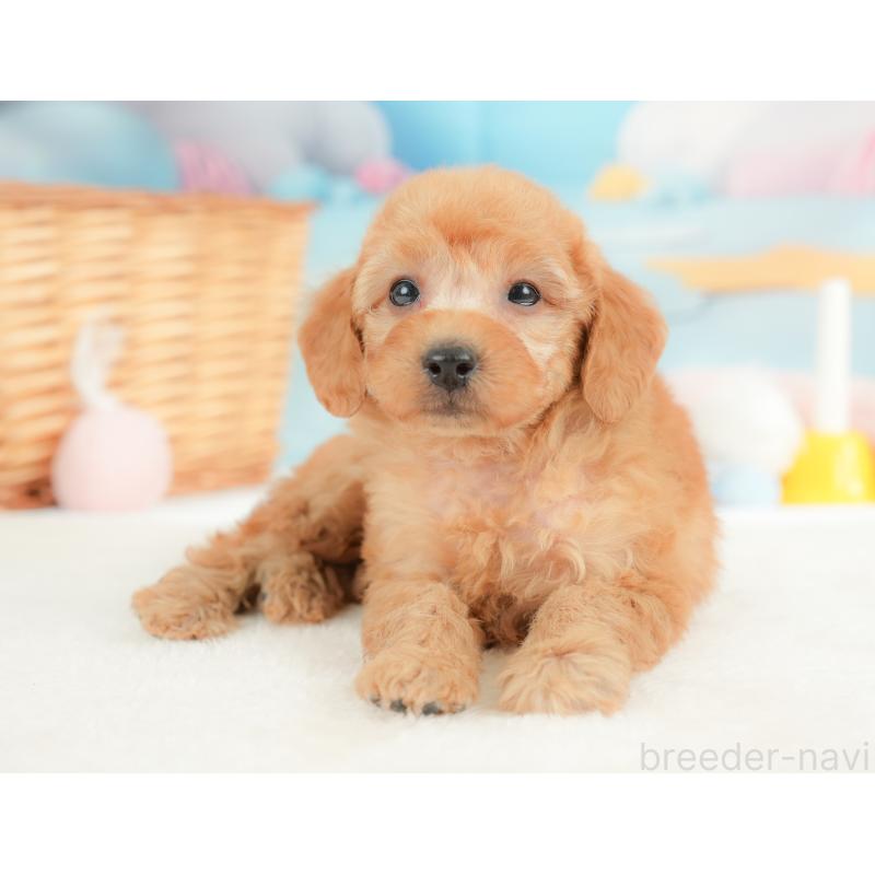 販売中の栃木県のトイプードル-437424の9枚目