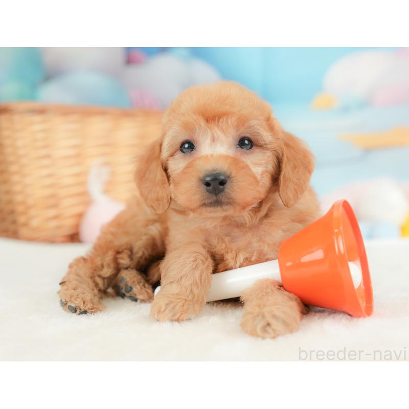 販売中の栃木県のトイプードル-437424の8枚目