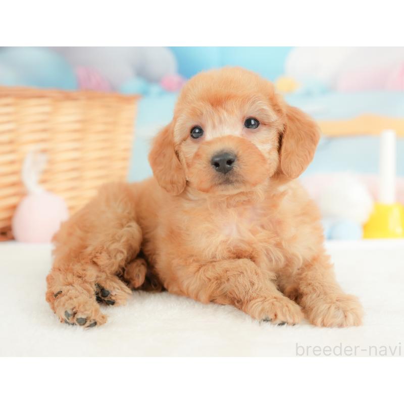 販売中の栃木県のトイプードル-437424の3枚目