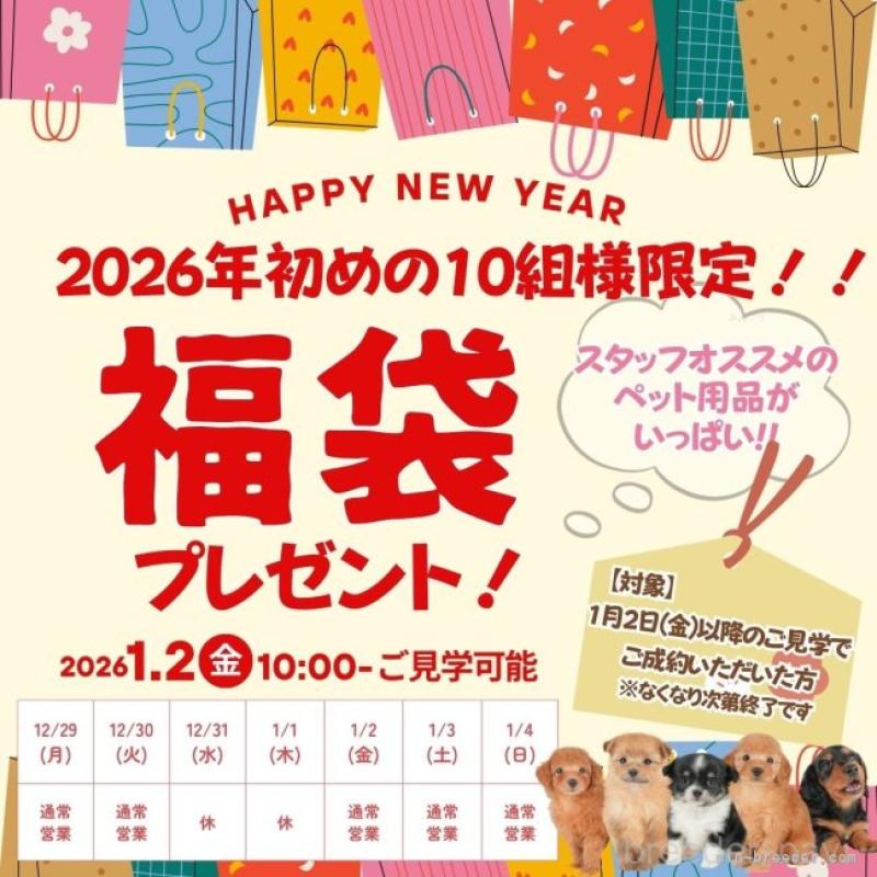 販売中の栃木県のトイプードル-437380の16枚目